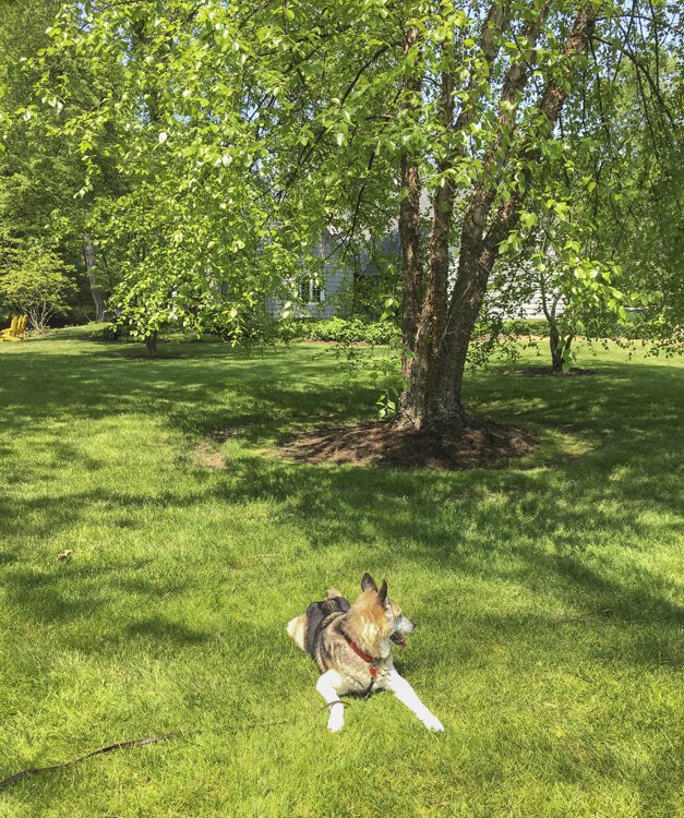 Pets play an important role in the life of St. Hubert’s. Sadie enjoys a visit in May 2018