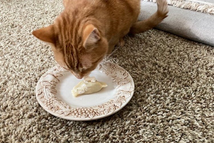 Casimir, found by John Niedzialek at St. Casimir Church a few years ago, has been predicting the weather based on how fast he eats the sour cream off a pierogi.