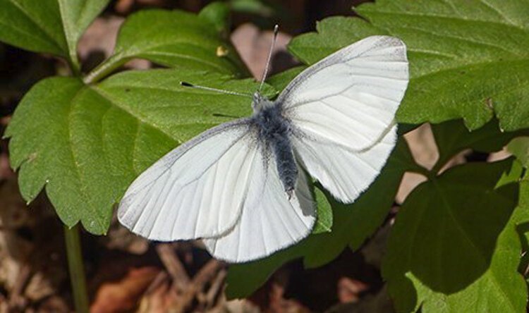 The West Virginia White butterfly 