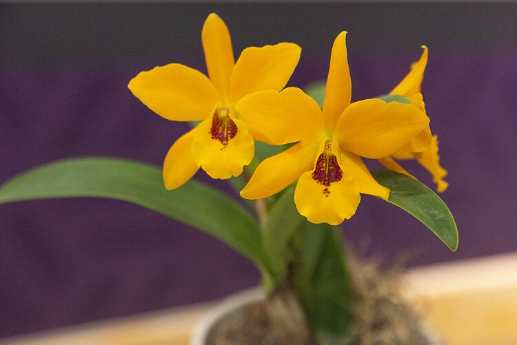 Lycaste Gold Digger ‘Orglade’s Mandarin’