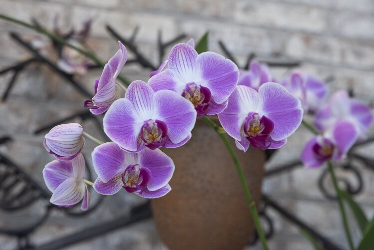orchids_forever_120.jpg