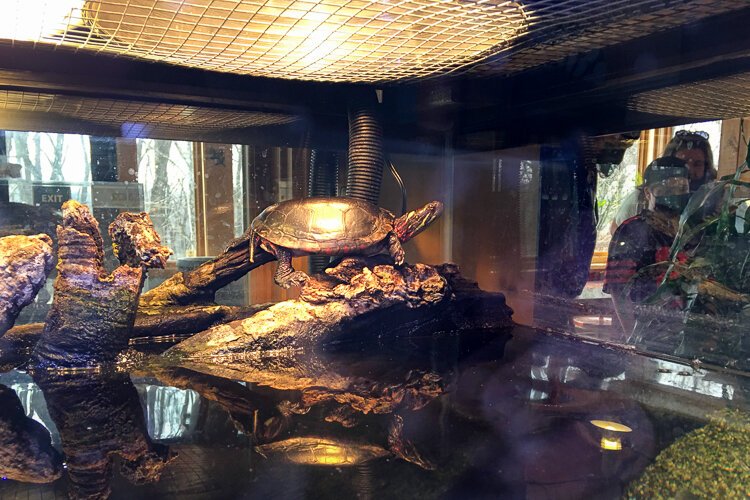 A midland painted turtle swims around a display case inside CanalWay Center.