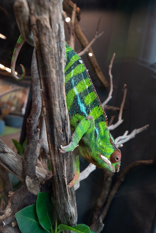 A Madagascar-native panther chameleon named Bob demonstrates its colorful ability to adjust to its new environment in a terrarium.