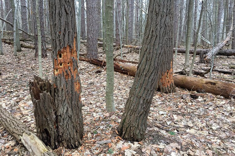 Woodpeckers have left their mark along the trail.