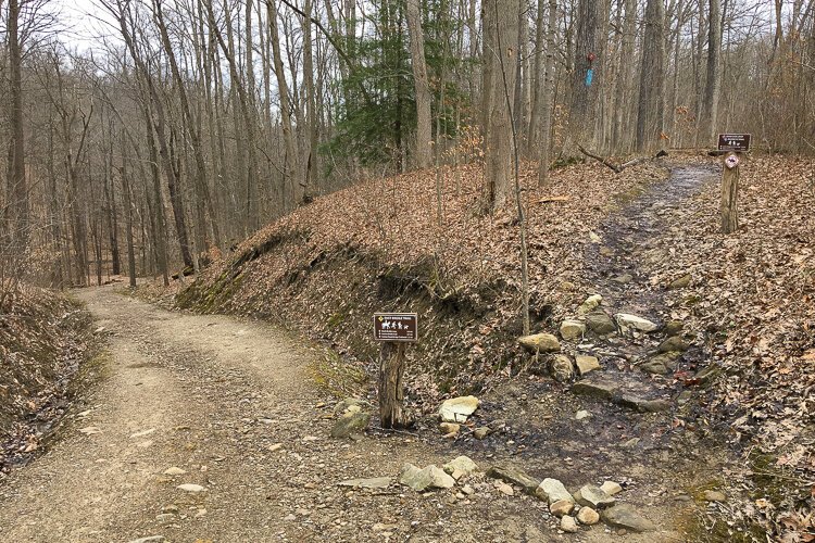A rockier portion of Deer Lick Loop veers off to the right. The blue swatch on the tree indicates this is also part of the Buckeye Trail. The smaller red tile marks Deer Lick Loop.