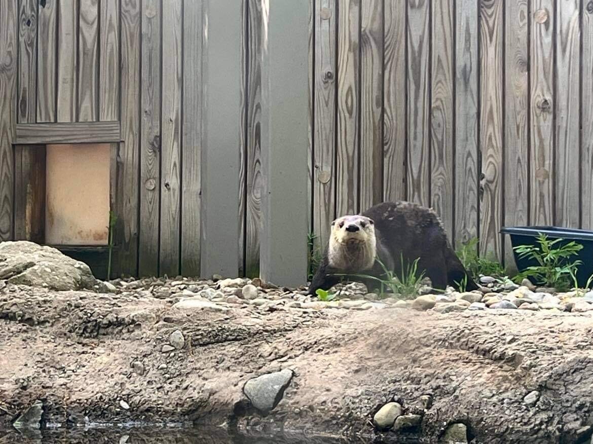 otters.jpg