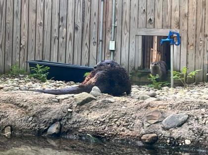 Perkins Wildlife Center welcomes otters Atticus and Emmett to the family
