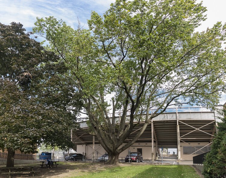 The original Jesse Owens tree in all it glory in 2018
