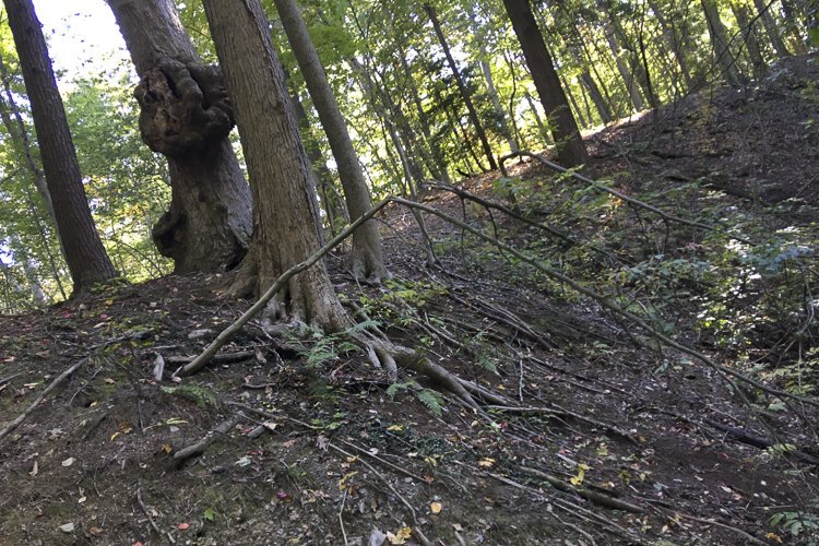 Wait ... did that tree just move?