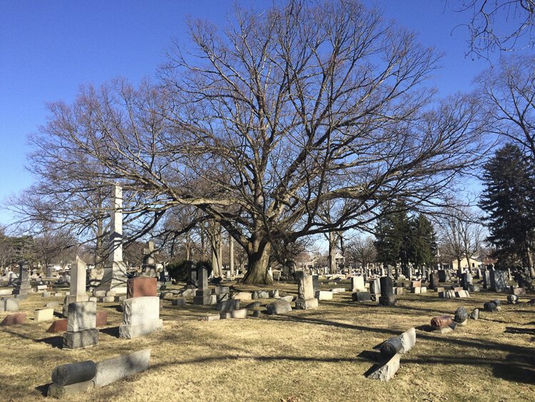 This Moses Cleaveland Tree, white oak, grows in Lutheran Cemetery on Pearl Rod in Old Brooklyn. 