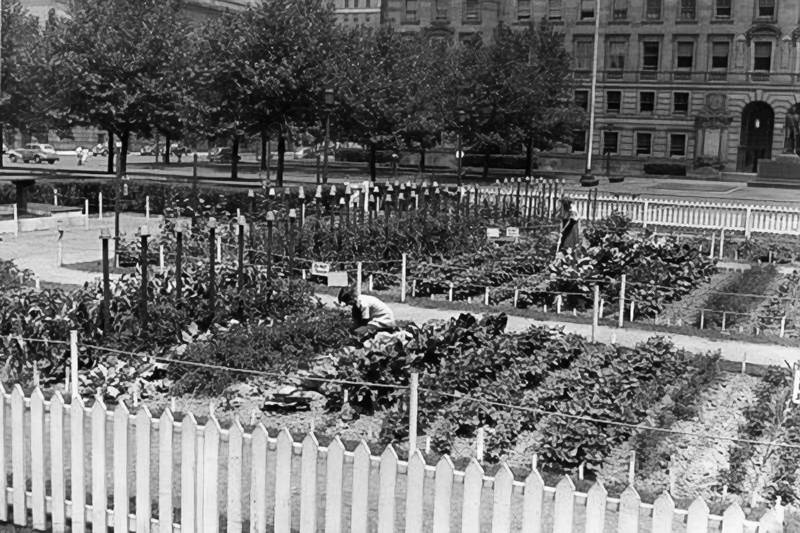 Gardening victories From war gardens to community gardens