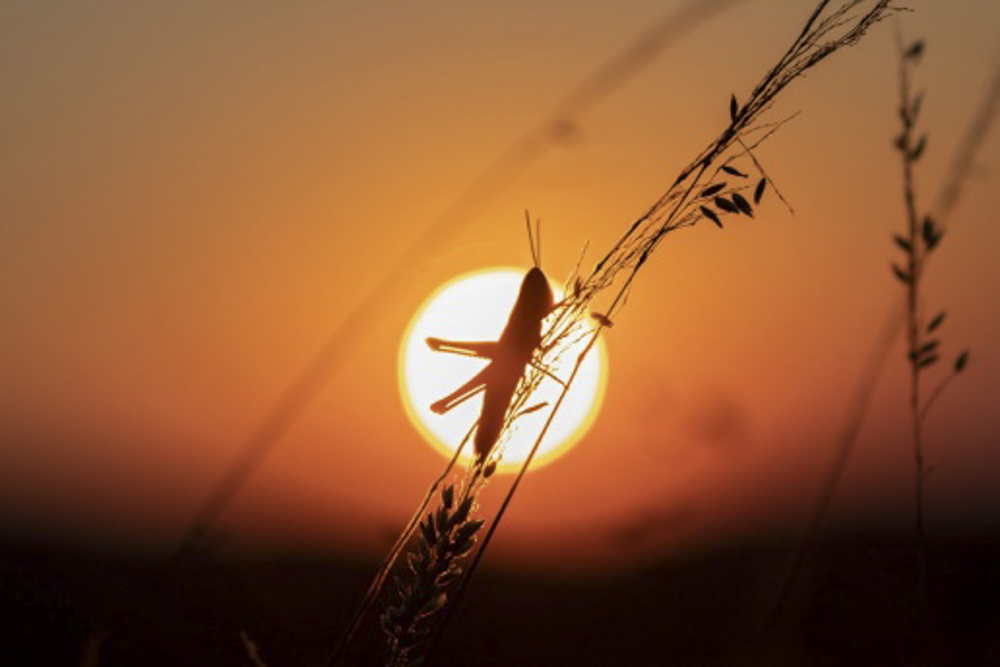 The Eclipse Soundscapes Project, a NASA Citizen Science project at the Nature Center at Shaker Lakes