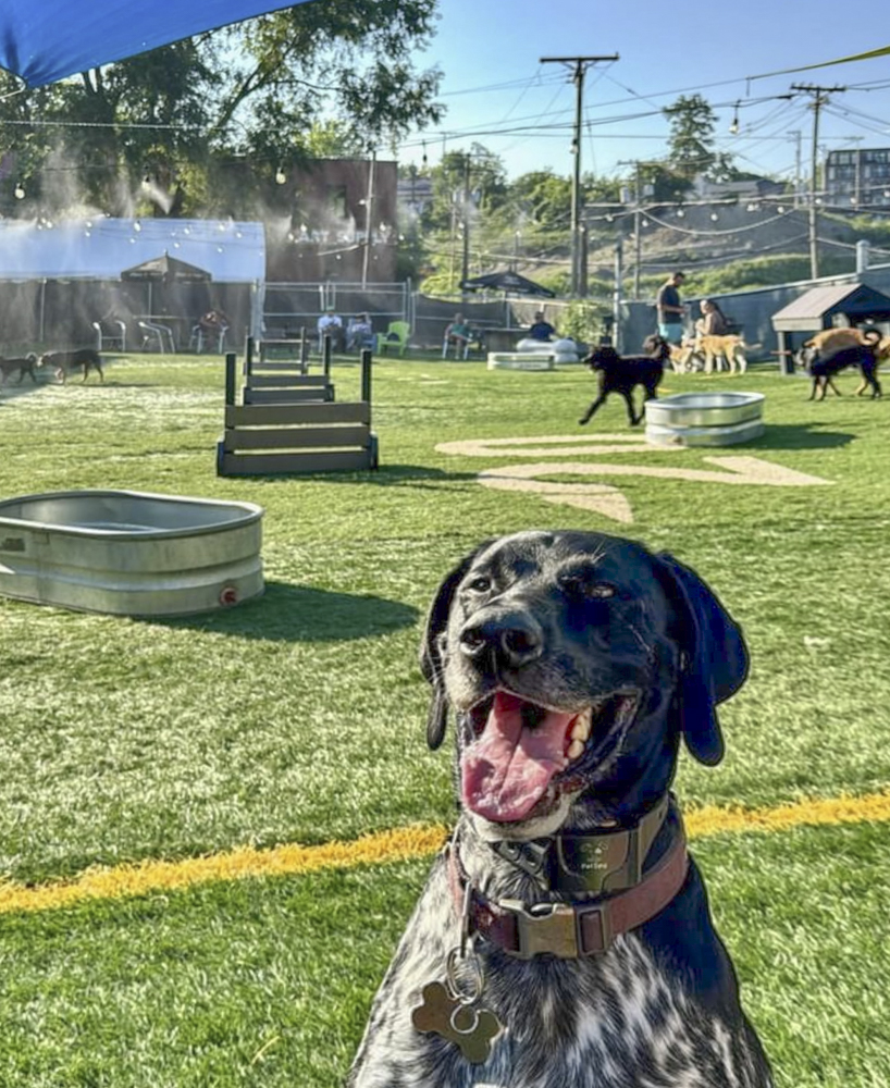 Your dog can stay comfortable year round with misters, pools and dog ice cream in the summer and a heated indoor space in the winter