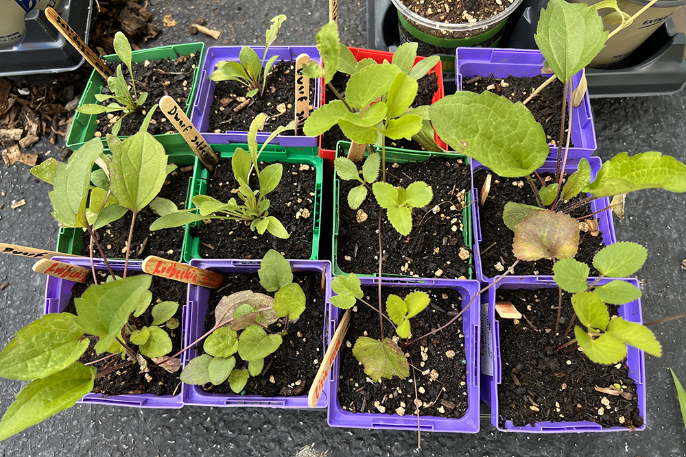 Winter Seed Sowing at the Nature Center at Shaker Lakes