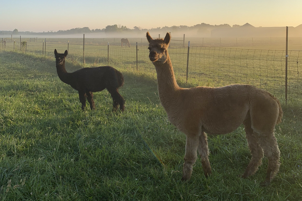 Copper-Capri and Coco-Chanel, alpacas from Jaclyn Stephens’s farm in Yellow Springs, Ohio.