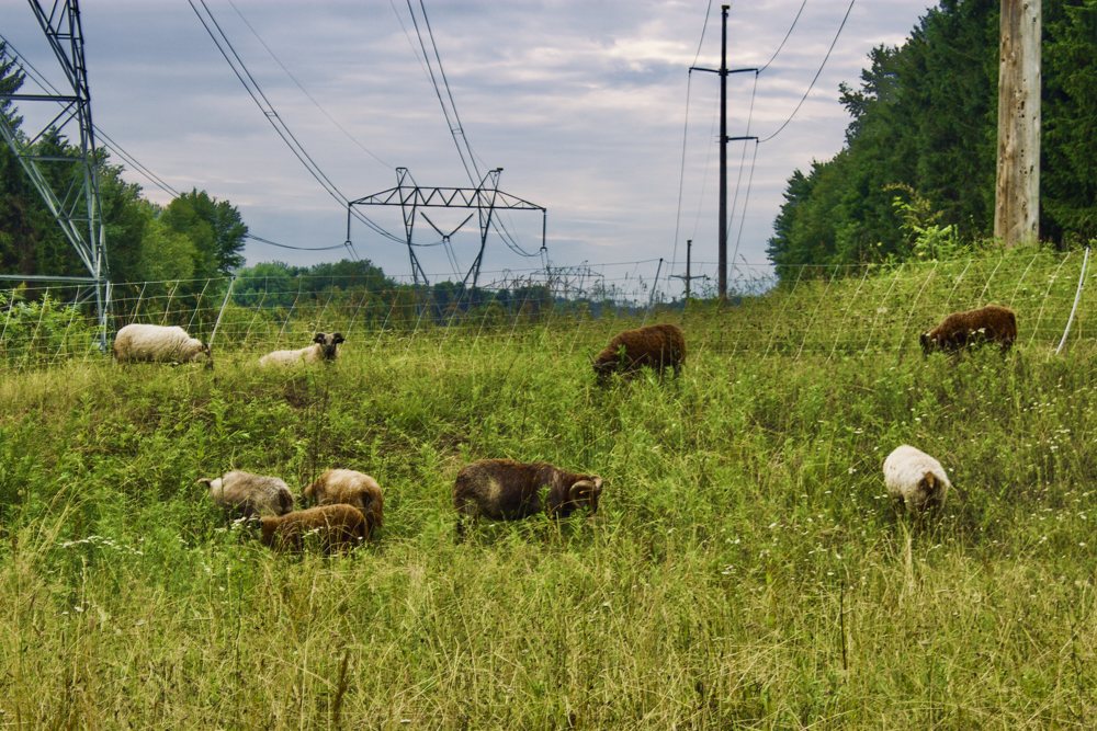 Icelandic sheep grazing on Powers Acres Farm in Granger Township, Ohio