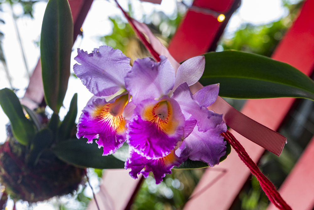 Orchids Forever at the Cleveland Botanical Garden