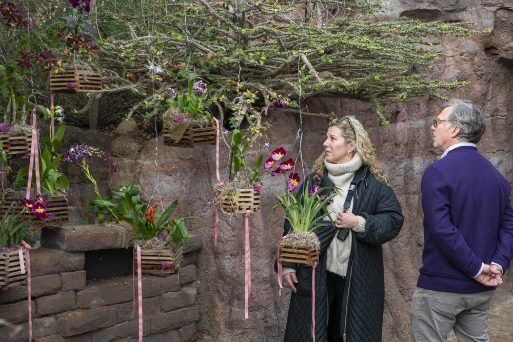 Orchids Forever at the Cleveland Botanical Garden