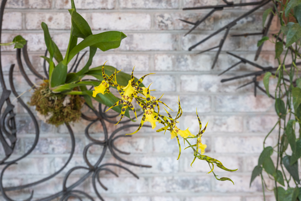 Orchids Forever at the Cleveland Botanical Garden