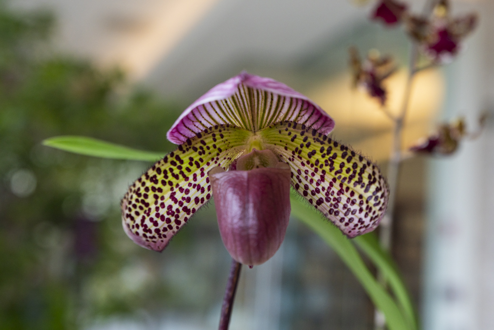 Orchids Forever at the Cleveland Botanical Garden