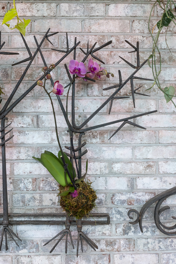 Orchids Forever at the Cleveland Botanical Garden