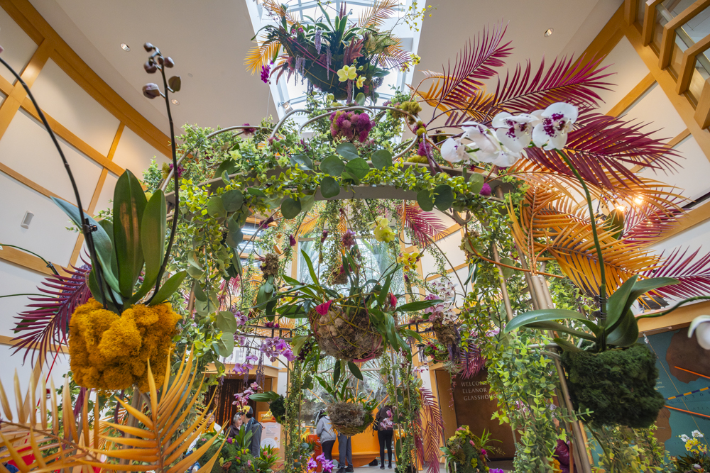 Orchids Forever - Golden Hour