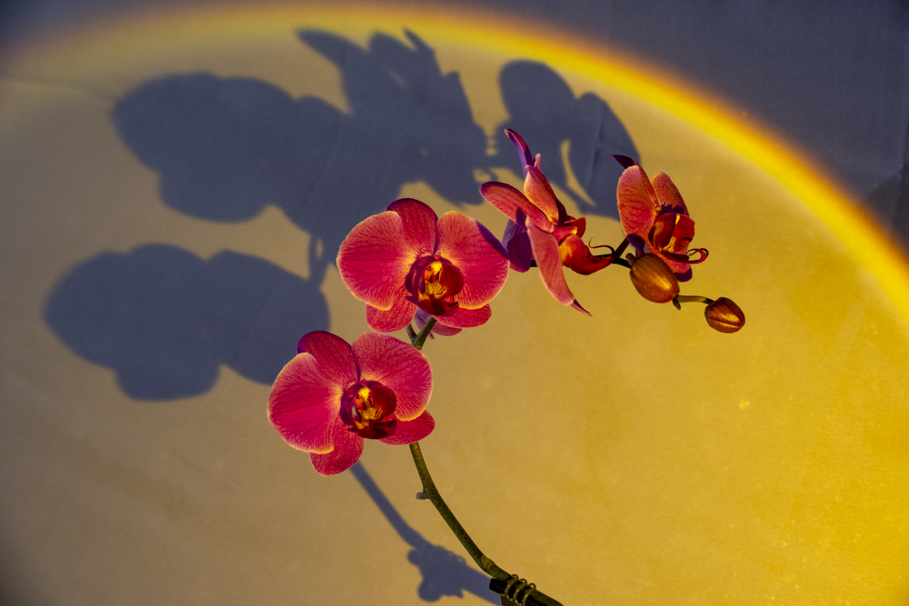 Orchids Forever - Golden Hour