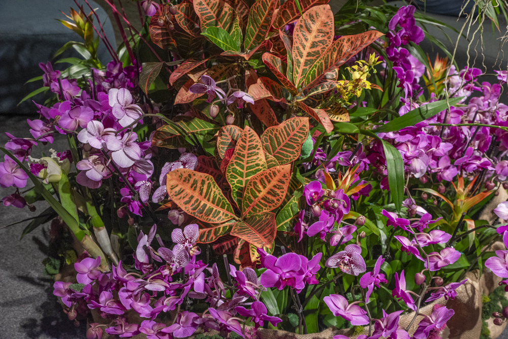 Orchids Forever - Golden Hour