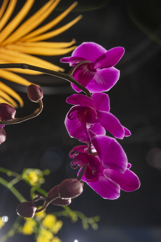 Orchids Forever - Golden Hour
