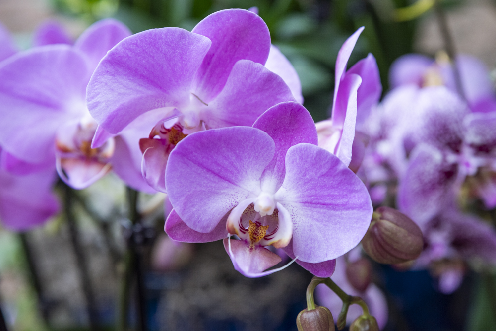 Orchids Forever - Golden Hour