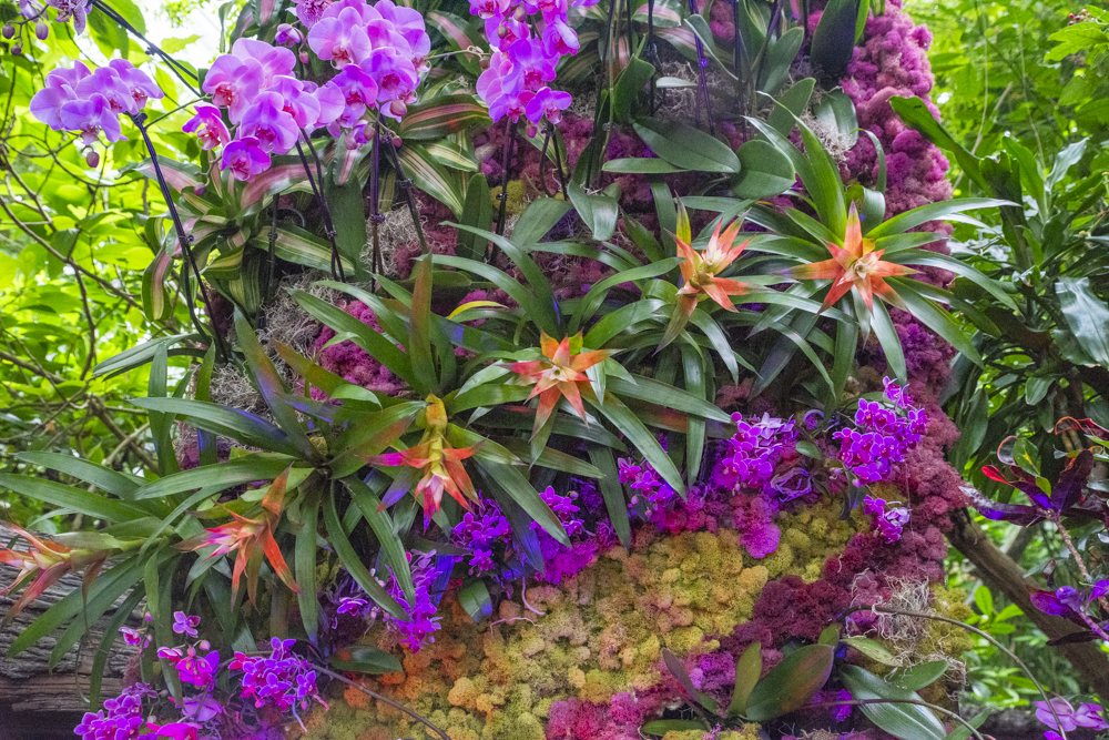 Orchids Forever - Golden Hour