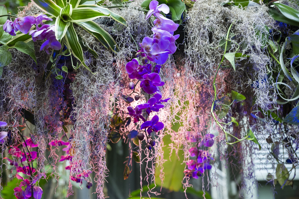 Orchids Forever - Golden Hour