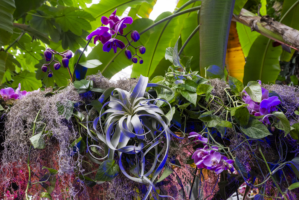 Orchids Forever - Golden Hour
