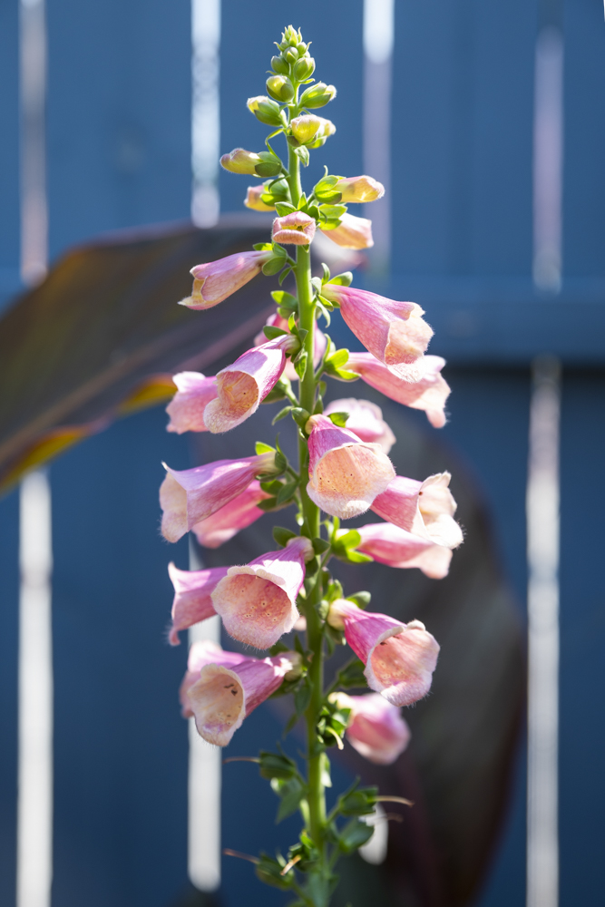 GardenWalk Cleveland - Old Brooklyn