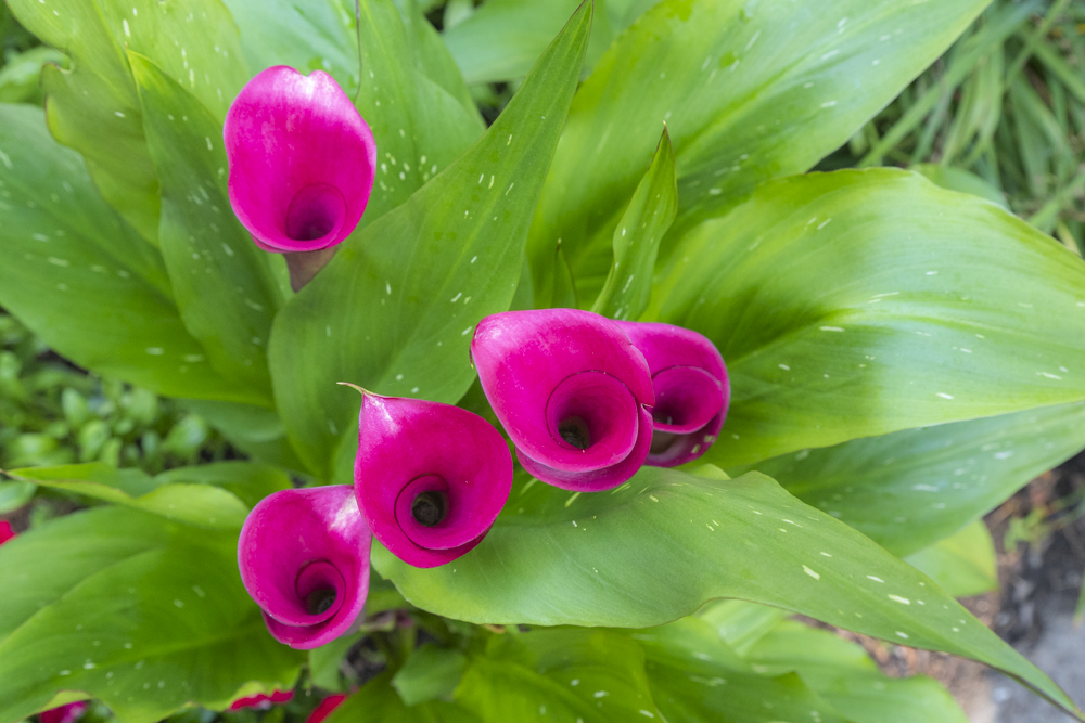 GardenWalk Cleveland - Old Brooklyn