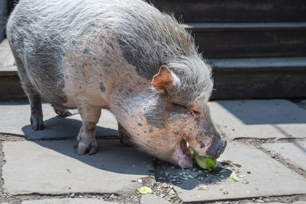 GardenWalk Cleveland - Ohio City