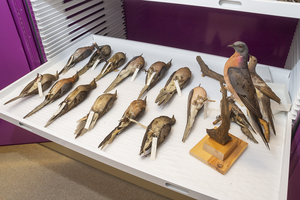 One room contains additional taxidermy specimens, including a snowy owl and other birds, as well as turtles and additional reptiles
