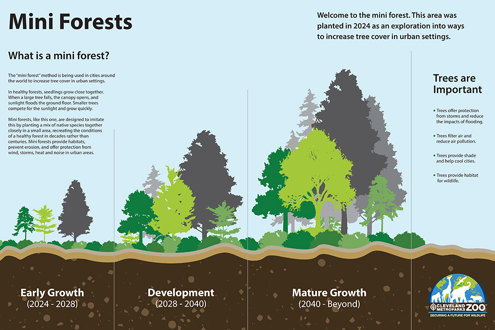 55900_Mini_Forest_Graphic.jpg