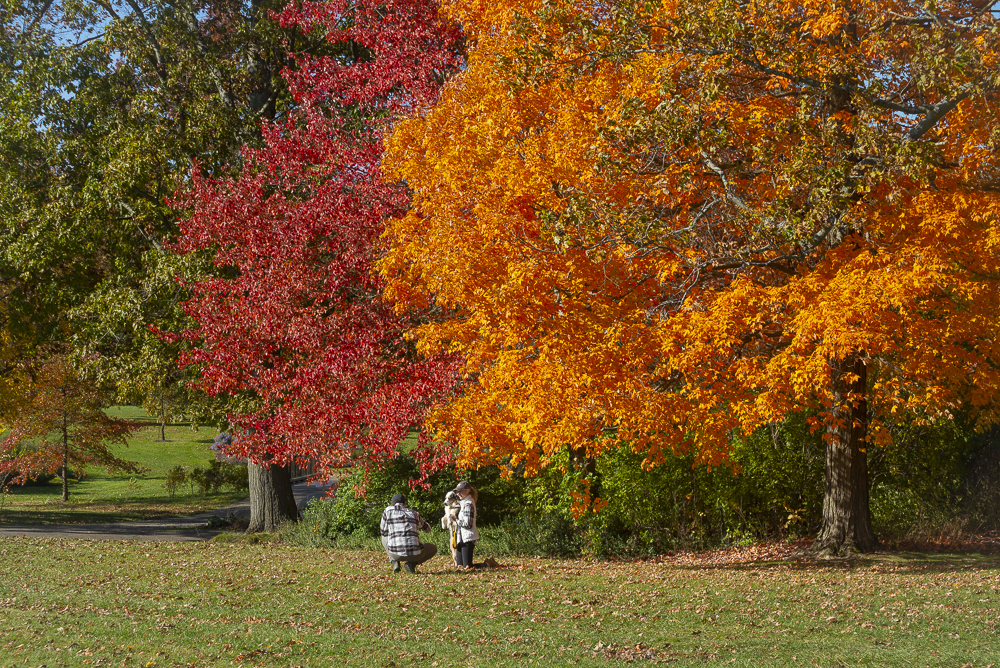 A healthy tree canopy improves quality of life, especially in urban areas