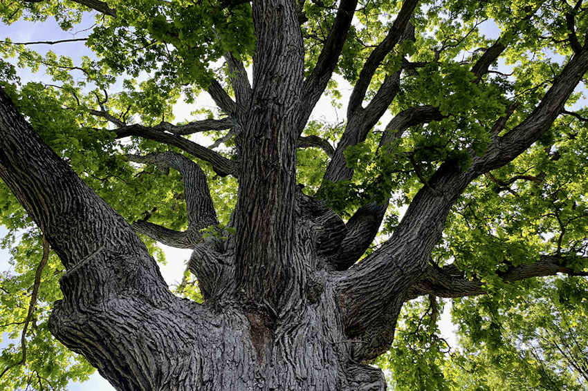 Moses Cleaveland bur oak, 5261 Berkshire Dr, N Olmsted
