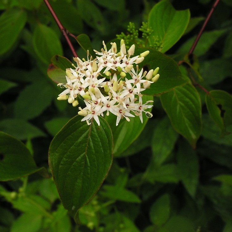 Silky Dogwood