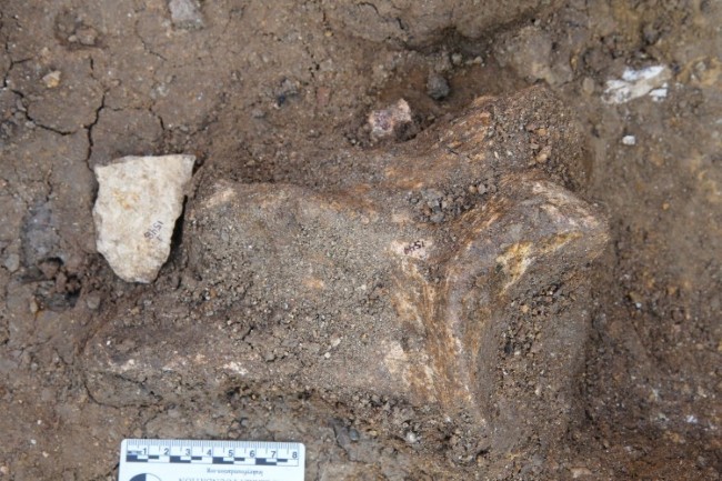 Oldowan flake and scapula