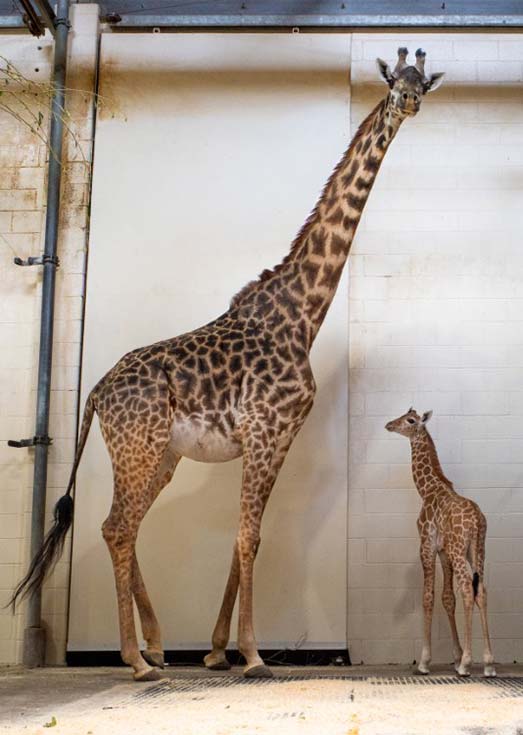This male giraffe calf was born Friday, August 15, 2025, at approximately 8:30 a.m.