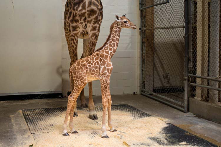 The calf was born to 14-year-old mother Tuli, who came to Cleveland Metroparks Zoo from the Toledo Zoo last year. The father lives at the Toledo Zoo.