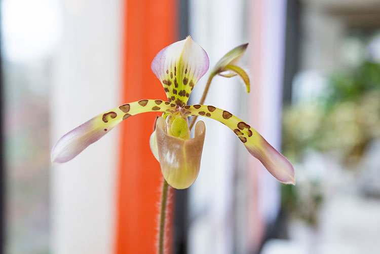 Paphiopedilum haynaldianum orchid