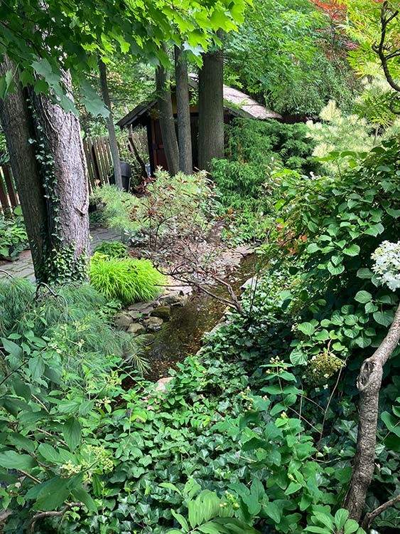 Back yard corona shed in the greenery
