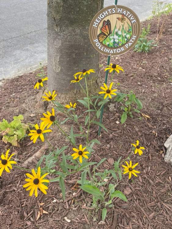 Pollinstor path at a Yorkshire Road property.