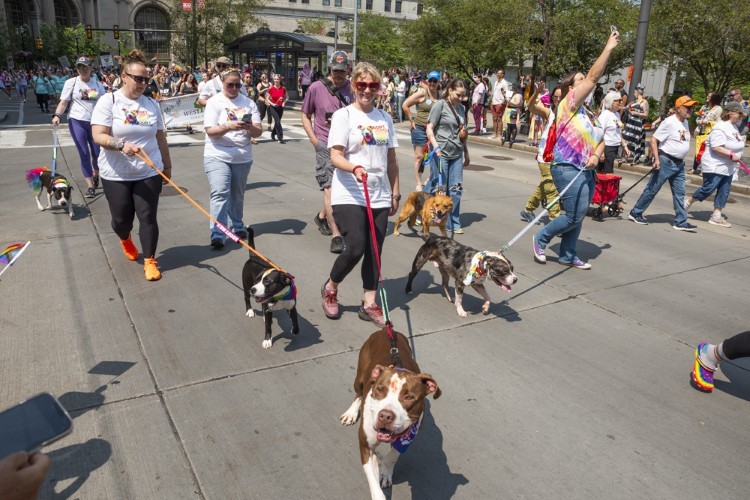 Dogs in the Pride Parade