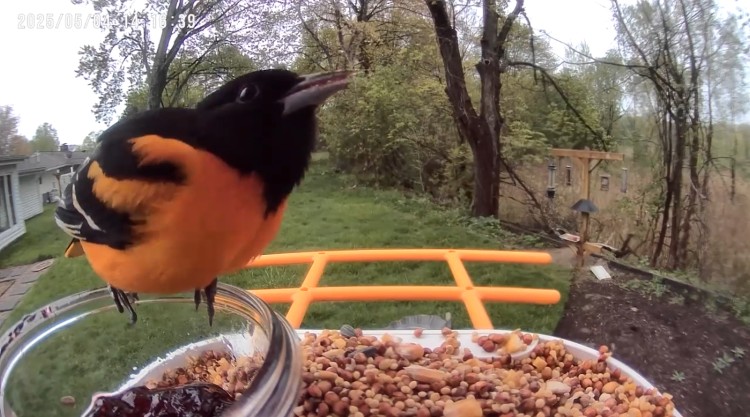 A migrant Baltimore oriole visits the backyard birdfeeder at the home of FreshWater’s social media guru, Alyssa Brosious