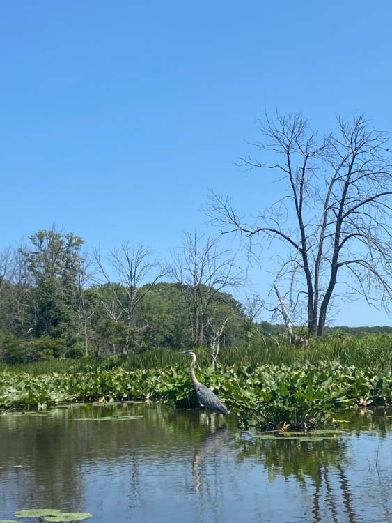 For May bird watching, wildlife expert Harvey Webster recommends a morning visit to Mentor Marsh.
